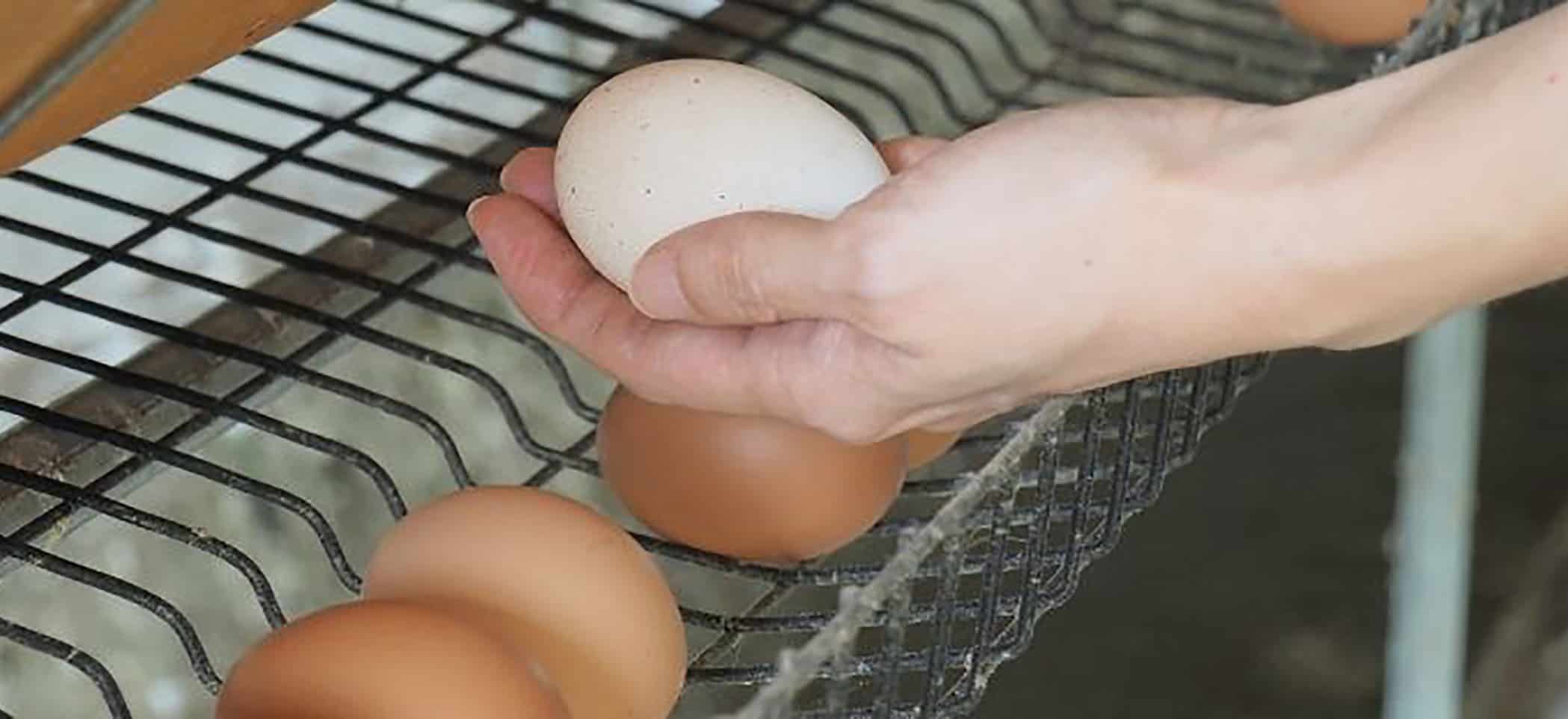 a hand holding an egg