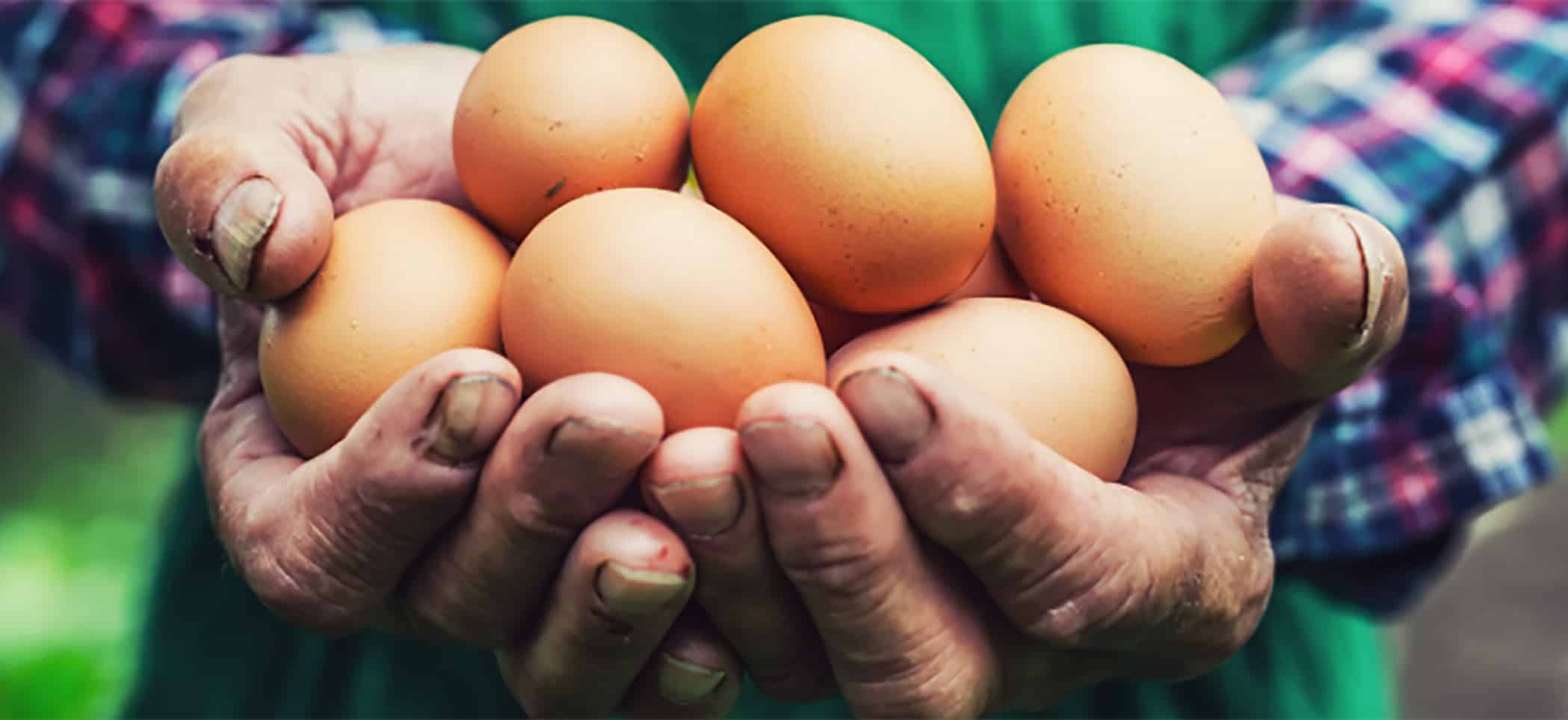 a handful of eggs