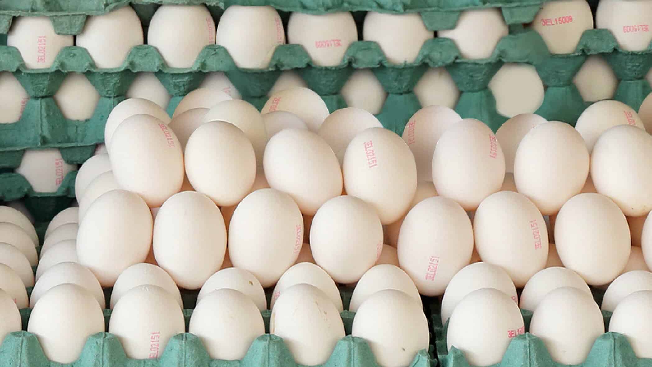 pallets of white eggs