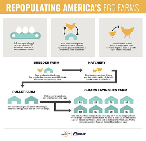 Repopulating America's Egg Farms infographic