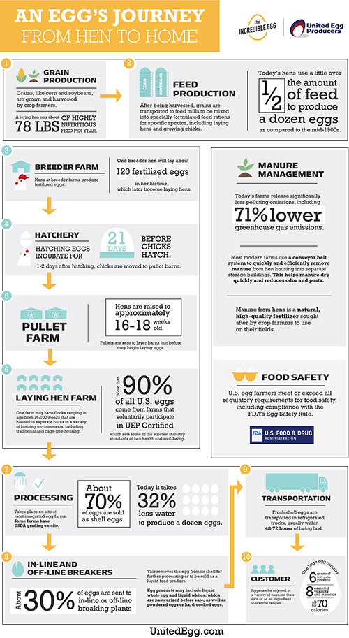 Hen to Home infographic