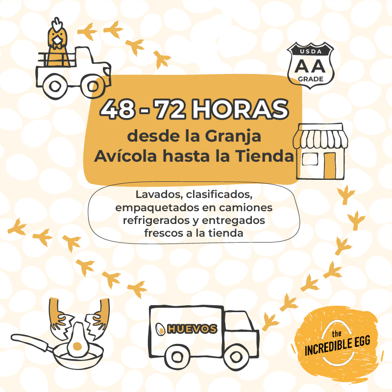Infografía que muestra el recorrido de los huevos desde la gallina hasta el hogar, destacando el proceso de producción y distribución de los huevos